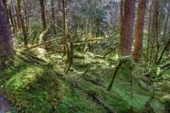 22 - Juneau (Mendenhall Glacier)